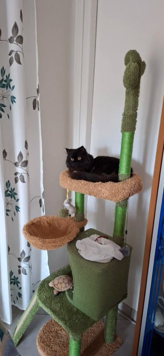 Cat sitter Milano