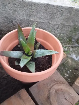 Planta Aloe Vera en Maceta