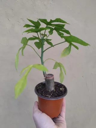 2 Esquejes de Babaco enraizados