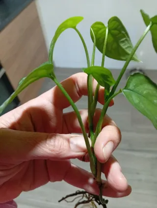 Monstera Siltepecana