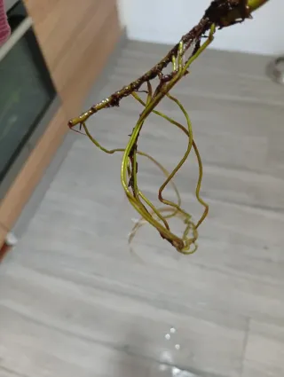 Monstera Siltepecana