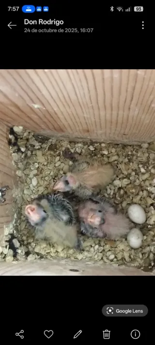 Nidos para Ninfas papilleras