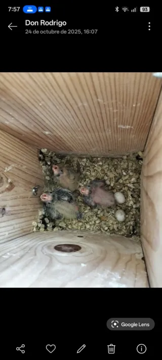 Nidos para Ninfas papilleras