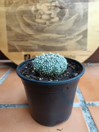 Astrophytum asterias cv superkabuto