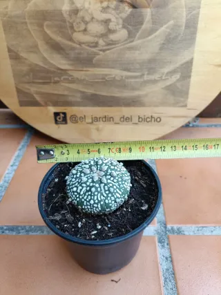 Astrophytum asterias cv superkabuto