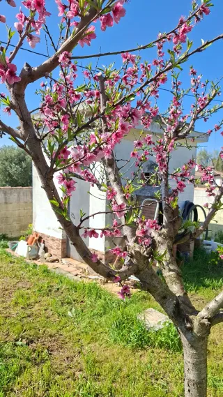 Chalet con árboles frutales