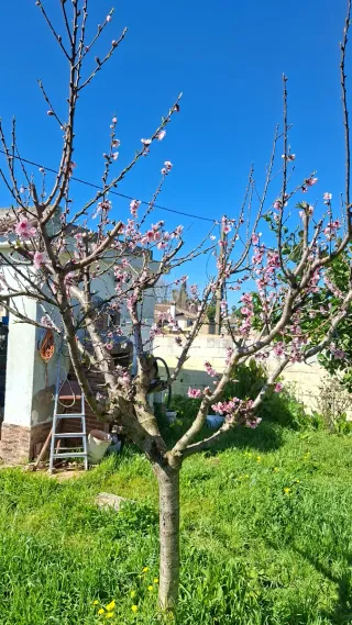 Chalet con árboles frutales