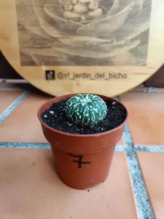Astrophytum asterias type V