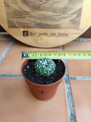 Astrophytum asterias type V