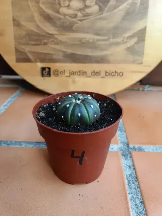 Astrophytum asterias purple