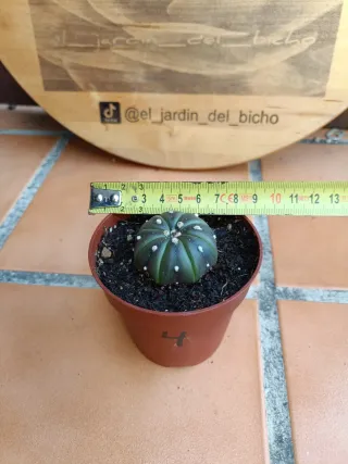 Astrophytum asterias purple