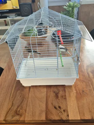 Jaula para canarios plateada y blanca