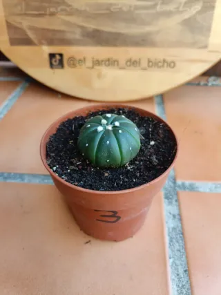 Astrophytum asterias nudum