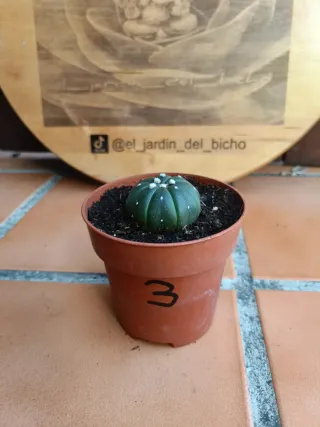 Astrophytum asterias nudum