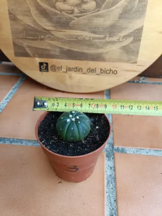 Astrophytum asterias nudum