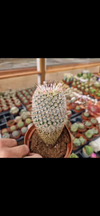 Mammillaria perezdelarosae GRANDE