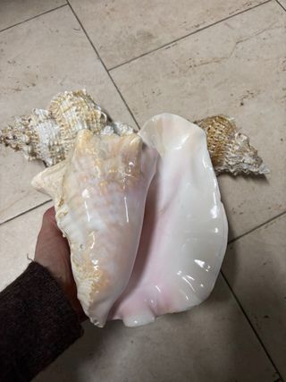 Conchiglie decorative  Tre pezzi Senza difetti