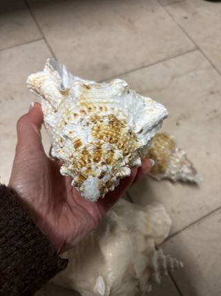 Conchiglie decorative  Tre pezzi Senza difetti