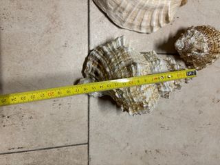 Conchiglie decorative  Tre pezzi Senza difetti