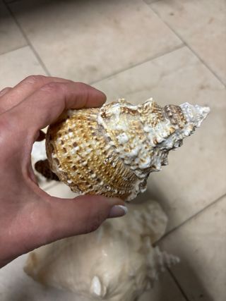 Conchiglie decorative  Tre pezzi Senza difetti