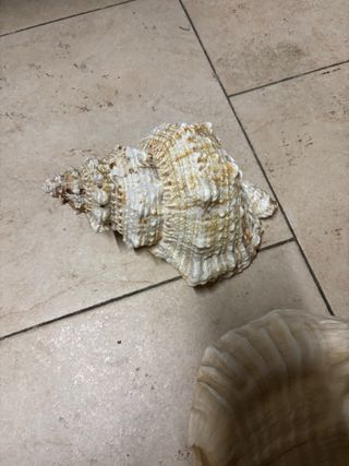 Conchiglie decorative  Tre pezzi Senza difetti