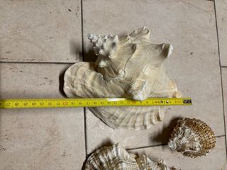 Conchiglie decorative  Tre pezzi Senza difetti