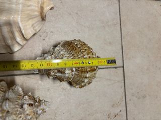 Conchiglie decorative  Tre pezzi Senza difetti