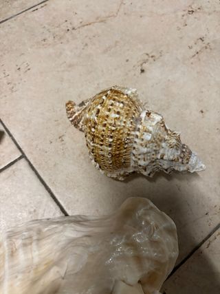 Conchiglie decorative  Tre pezzi Senza difetti