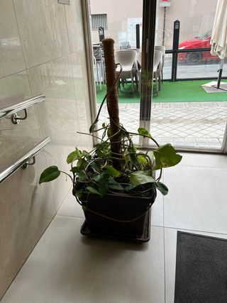 Planta de interior con maceta poto (urge vender)