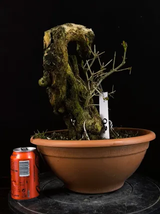 bonsai punica granatum