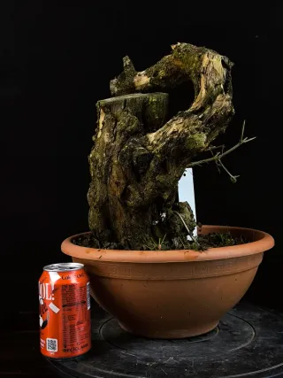 bonsai punica granatum