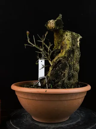 bonsai punica granatum