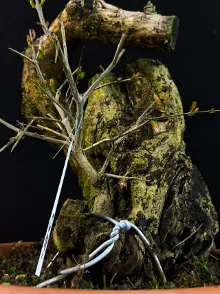 bonsai punica granatum