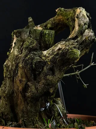 bonsai punica granatum