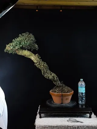 bonsai alcornoque
