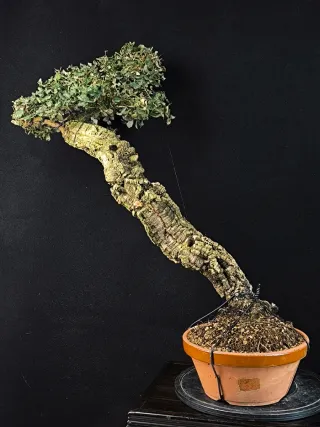 bonsai alcornoque