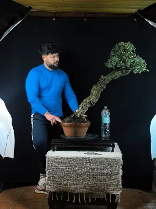 bonsai alcornoque