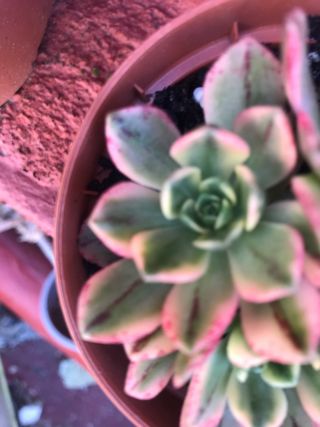 Aeonium metal bronce variegado esqueje