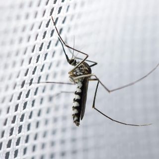 Mosquitera XXL Universal Backpackers