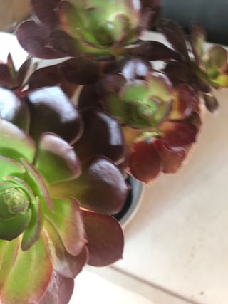 Planta suculenta Aeonium velour