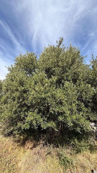 Terreno en venta en Centro en Alhaurín de la Torre