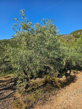Terreno en venta en Nord en Sant Carles de la Ràpita
