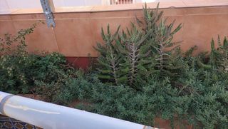 Ático en venta en Torrelamata - La Mata en Torrevieja