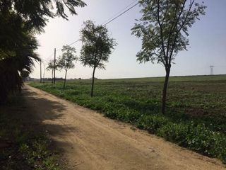 Solar en venta en Alcalá del Río