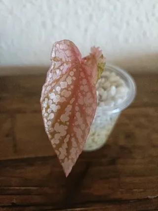 Begonia Snow Capped Pink Variegata