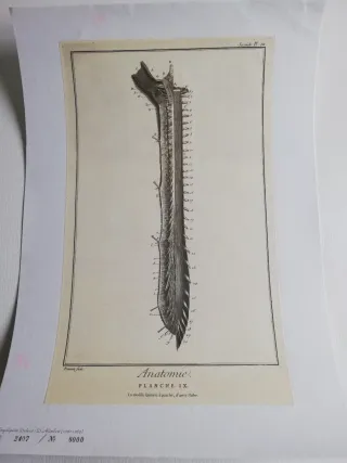 Láminas Grabado Anatómico Cerebro Diderot