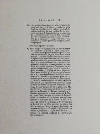 Láminas Grabado Anatómico Cerebro Diderot