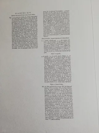 Láminas Grabado Anatómico Cerebro Diderot