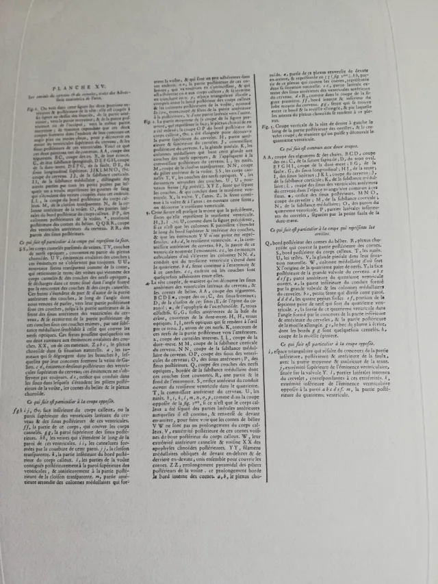 Láminas Grabado Anatómico Cerebro Diderot