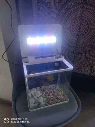 Acuario 20L con luz LED